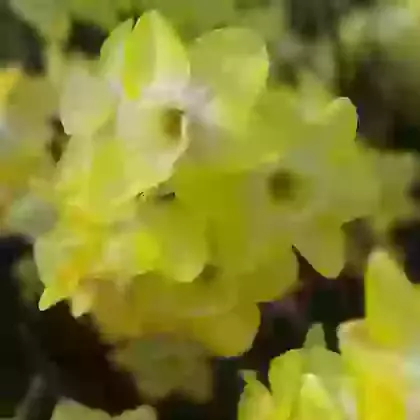 Regeneration
